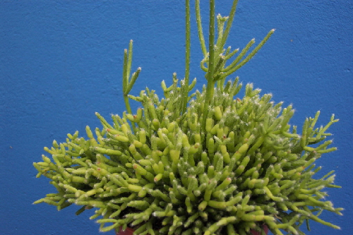 rhipsalis cereuscula 2